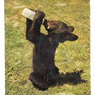 Lunch Time for Smokette Little Black Bear Drinking Baby Bottle Jack Reynolds 4X6 Postcard