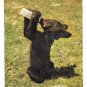 Lunch Time for Smokette Little Black Bear Drinking Baby Bottle Jack Reynolds 4X6 Postcard