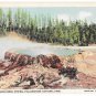 WY Yellowstone Park Punch Bowl Spring Morning Glory Pool 2 Haynes Vntg Linen Postcards