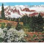WA Mt Ranier National Park Wildflowers Blue Lupin Asahel Curtis Linen Postcard E C Kropp