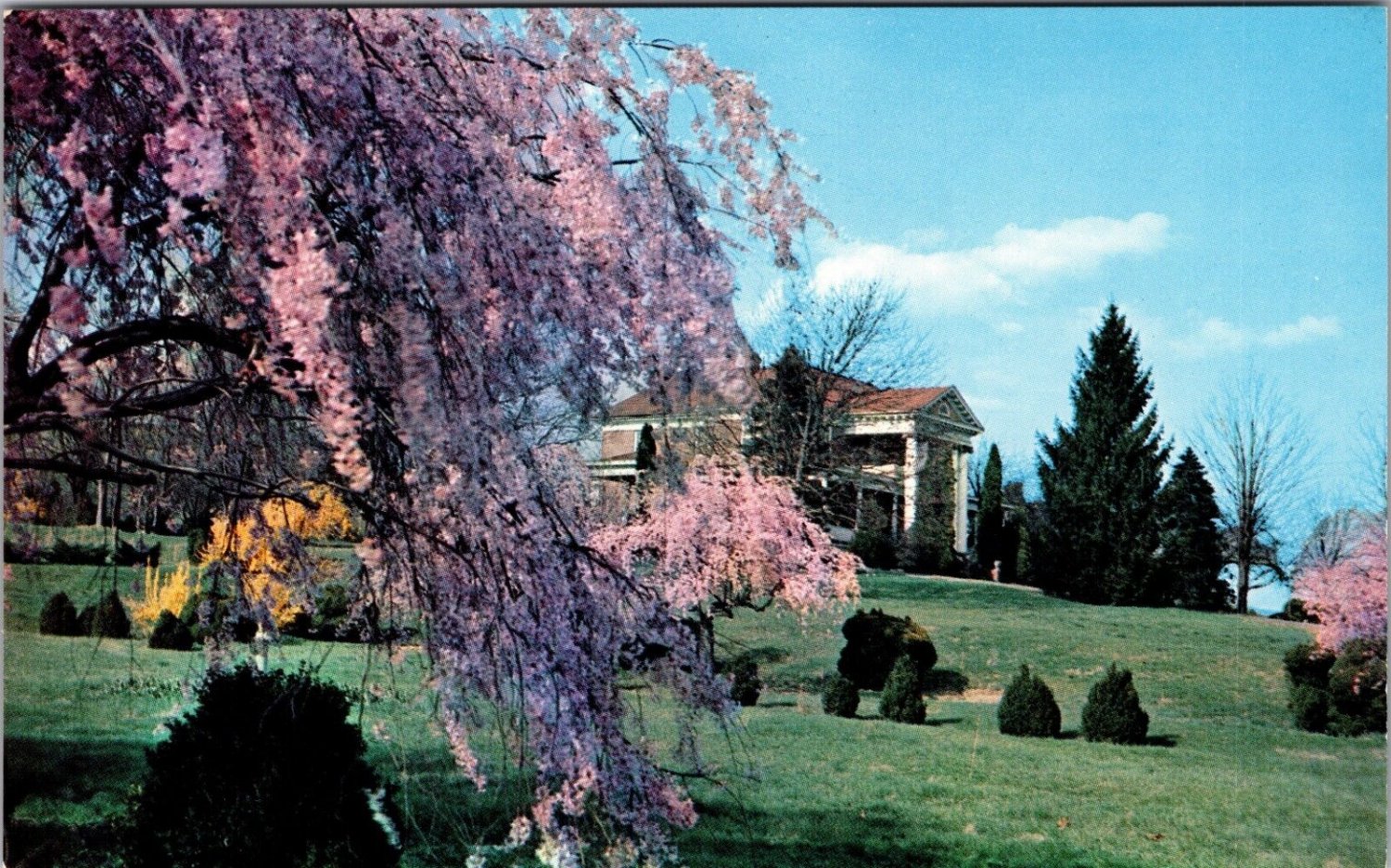Royal Oak Boxwood Farms Marion Virginia Postcard