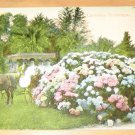 California Hydranges Postcard Vintage Ladies In Horse Drawn Carriage California Hydranges Postcard Vintage Ladies In Horse Drawn Carriage