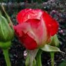 Rose Buds & Petal
