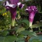 Datura Devi'ls Trumpet Purple "Double" Seeds