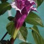 Datura Devi'ls Trumpet Purple "Double" Seeds