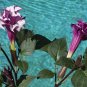 Datura Devi'ls Trumpet Purple "Double" Seeds