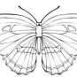 Collection of BUTTERFLIES Printable Images 105 Pages