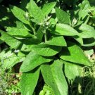 COMFREY PLANT  EVERY GOOD HOME SHOULD HAVE IN A GARDEN
