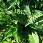 COMFREY PLANT EVERY GOOD HOME SHOULD HAVE IN A GARDEN