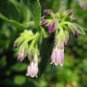 COMFREY PLANT EVERY GOOD HOME SHOULD HAVE IN A GARDEN