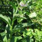COMFREY PLANT EVERY GOOD HOME SHOULD HAVE IN A GARDEN