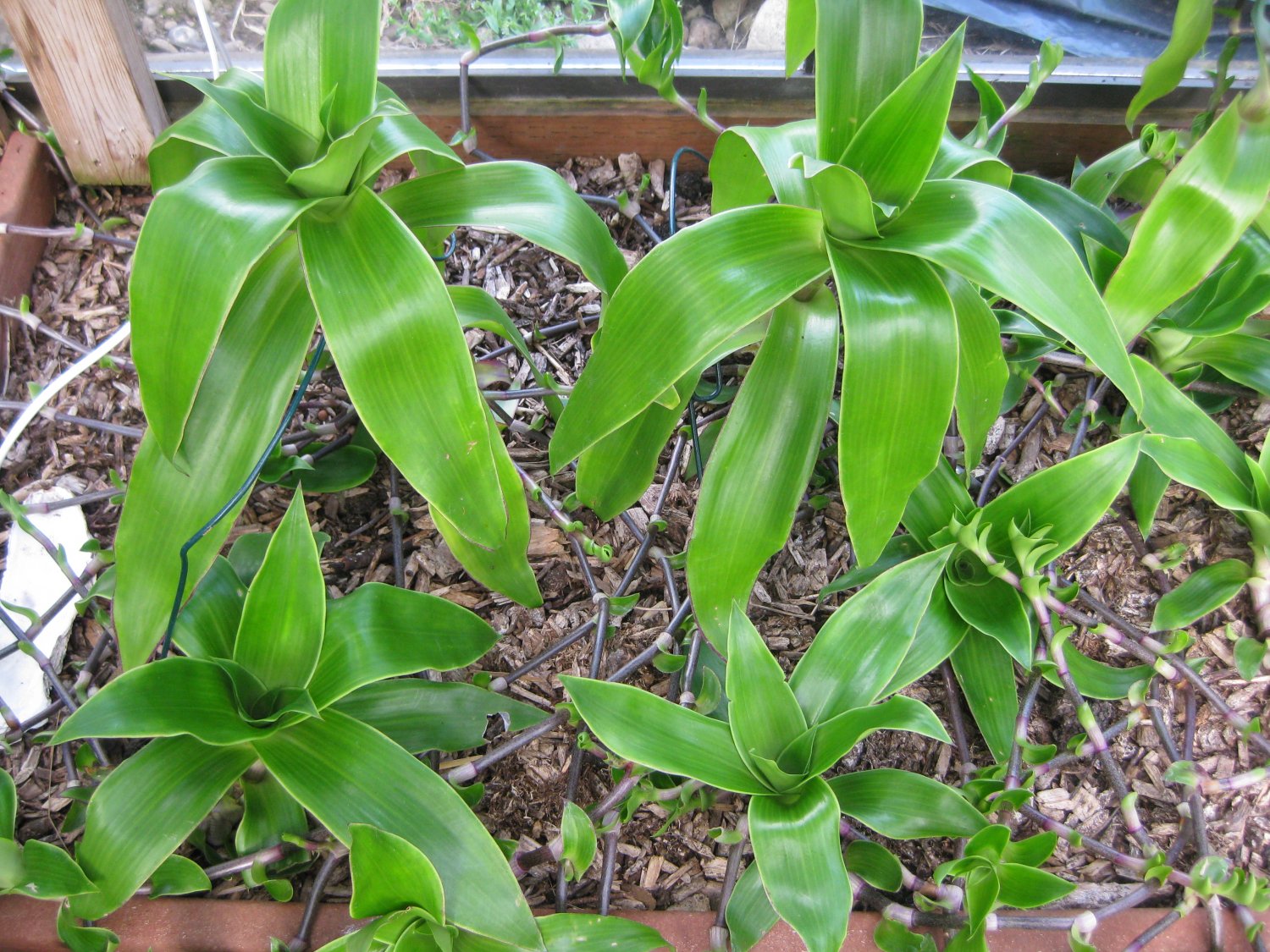 callisia-fragrans-family-doctor-plant