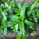 CALLISIA FRAGRANS Basket plant -  золотой ус