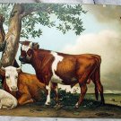 Unused Postcard-STENGEL-Brown Cows,Sheep Resting under tree
