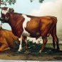 Unused Postcard-STENGEL-Brown Cows,Sheep Resting under tree