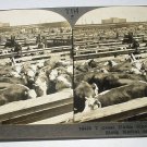 ANTIQUE STEREOGRAPH VIEW CARD-GREAT UNION STOCK YARDS,CHICAGO ANTIQUE STEREOGRAPH VIEW CARD-GREAT UNION STOCK YARDS,CHICAGO