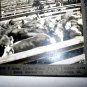 ANTIQUE STEREOGRAPH VIEW CARD-GREAT UNION STOCK YARDS,CHICAGO