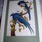 VINTAGE JOHN JAMES AUDUBON,1966 FIRST ISSUE STAMP AND LITHOGRAPH