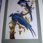VINTAGE JOHN JAMES AUDUBON,1966 FIRST ISSUE STAMP AND LITHOGRAPH