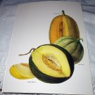 Vibrant Botanical Vintage Print-Cantaloupe, Winter and Netted Melons