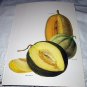 Vibrant Botanical Vintage Print-Cantaloupe, Winter and Netted Melons