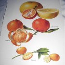 Vintage Botanical Lithograph-Citrus Oranges,Mandarine,Kumquat