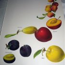 Vintage Print-Botanical Grouping of VIBRANT Colorful PLUMS Vintage Print-Botanical Grouping of VIBRANT Colorful PLUMS