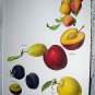 Vintage Print-Botanical Grouping of VIBRANT Colorful PLUMS