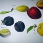 Vintage Print-Botanical Grouping of VIBRANT Colorful PLUMS
