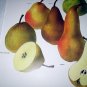 Vintage Print-Botanical Grouping of VIBRANT Colorful PEARS