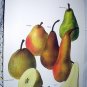 Vintage Print-Botanical Grouping of VIBRANT Colorful PEARS