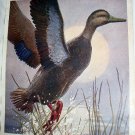 THE BLACK DUCK-Vintage Cabin Artwork Illustratioin