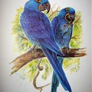 Beautiful BLUE HYACINTH MACAWS Newer Lithograph Print