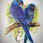 Beautiful BLUE HYACINTH MACAWS Newer Lithograph Print