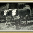 PRIME BEEF-Antique Calendar Lithograph Print-Two Large HEREFORD COWS
