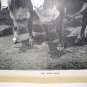 PRIME BEEF-Antique Calendar Lithograph Print-Two Large HEREFORD COWS