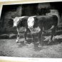 PRIME BEEF-Antique Calendar Lithograph Print-Two Large HEREFORD COWS