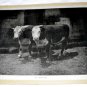 PRIME BEEF-Antique Calendar Lithograph Print-Two Large HEREFORD COWS