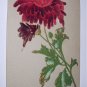 1900s Germany Postcard-Happy Birthday-Lovely Raised Velvet Texture Scarlett Mum Flower