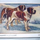 Used Postcard Printed In England-ST. BERNARDS(Rough & Smooth)G.Vernon Stokes Artist