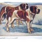 Used Postcard Printed In England-ST. BERNARDS(Rough & Smooth)G.Vernon Stokes Artist