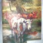 Group of Pastural Cows Wading in Water-Vintage Calendar Print
