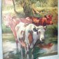 Group of Pastural Cows Wading in Water-Vintage Calendar Print