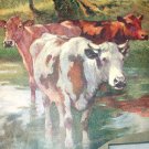 Group of Pastural Cows Wading in Water-Vintage Calendar Print