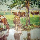 Herd of Grazing & Drinking Cows,Shade of Tree-Vintage Lithograph print Herd of Grazing & Drinking Cows,Shade of Tree-Vintage Lithograph print
