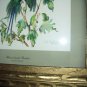 Cecil Golding,Blossom Headed Green Parakeet Bird Vintage lithograph print Suitable for framing