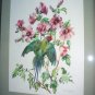 Cecil Golding,Blossom Headed Green Parakeet Bird Vintage lithograph print Suitable for framing