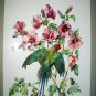 Cecil Golding,Blossom Headed Green Parakeet Bird Vintage lithograph print Suitable for framing