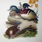 Wood Duck Snapping Turtle,Dead Tree Branch Artist Roger Tory Peterson Vintage Lithograph Print Wood Duck Snapping Turtle,Dead Tree Branch Artist Roger Tory Peterson Vintage Lithograph Print