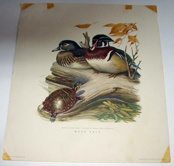 Photo essay dead bird sex ornithologist 07 image